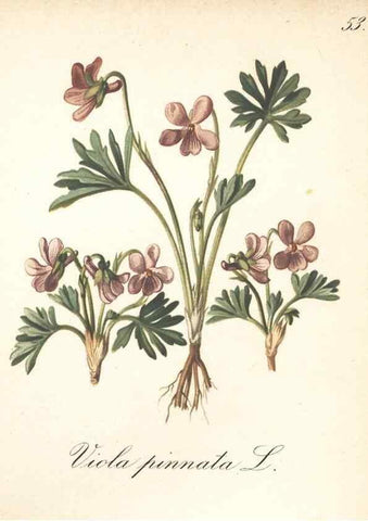 Reproducción/Reproduction 7163760747: Die Alpenpflanzen nach der Natur gemalt /. Prag :F. Tempsky,1879-1884.