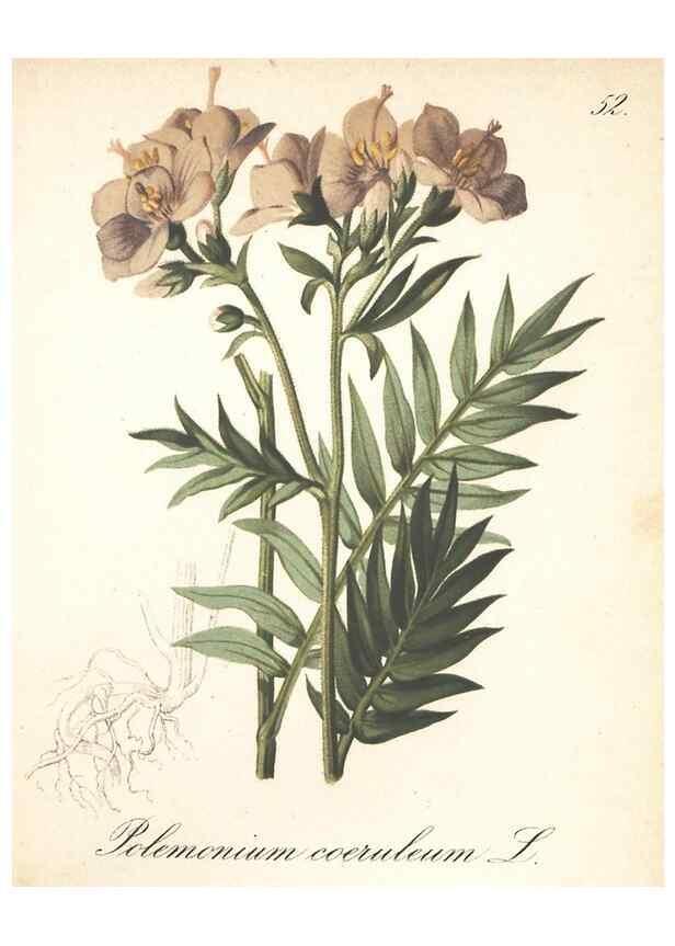Reproducción/Reproduction 7163760073: Die Alpenpflanzen nach der Natur gemalt /. Prag :F. Tempsky,1879-1884.