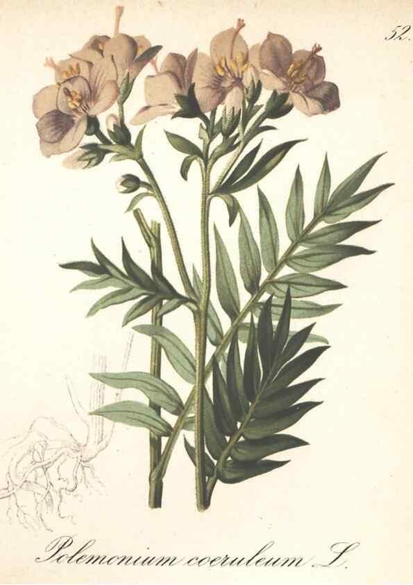 Reproducción/Reproduction 7163760073: Die Alpenpflanzen nach der Natur gemalt /. Prag :F. Tempsky,1879-1884.