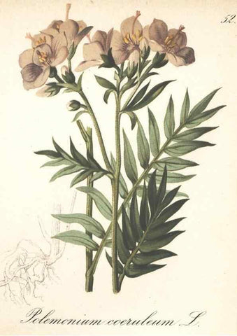Reproducción/Reproduction 7163760073: Die Alpenpflanzen nach der Natur gemalt /. Prag :F. Tempsky,1879-1884.