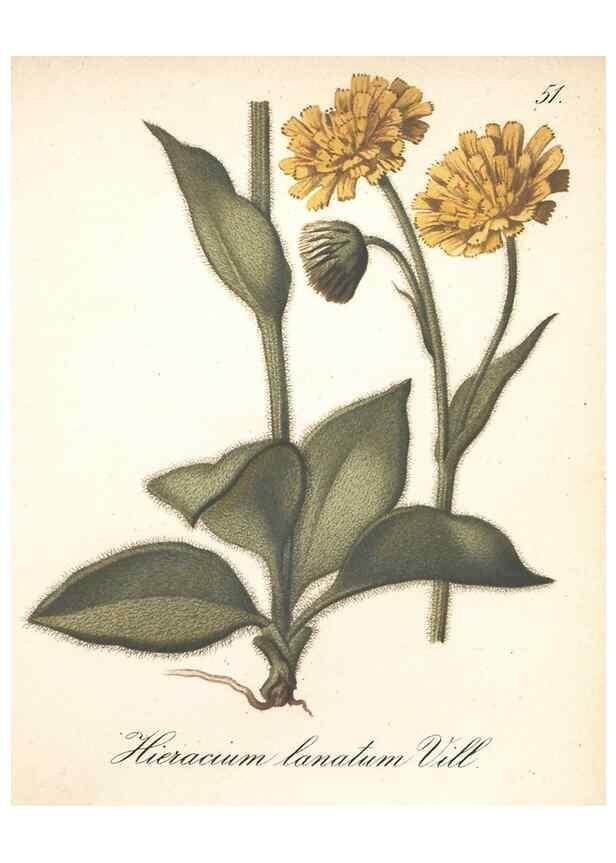 Reproducción/Reproduction 7348969894: Die Alpenpflanzen nach der Natur gemalt /. Prag :F. Tempsky,1879-1884.