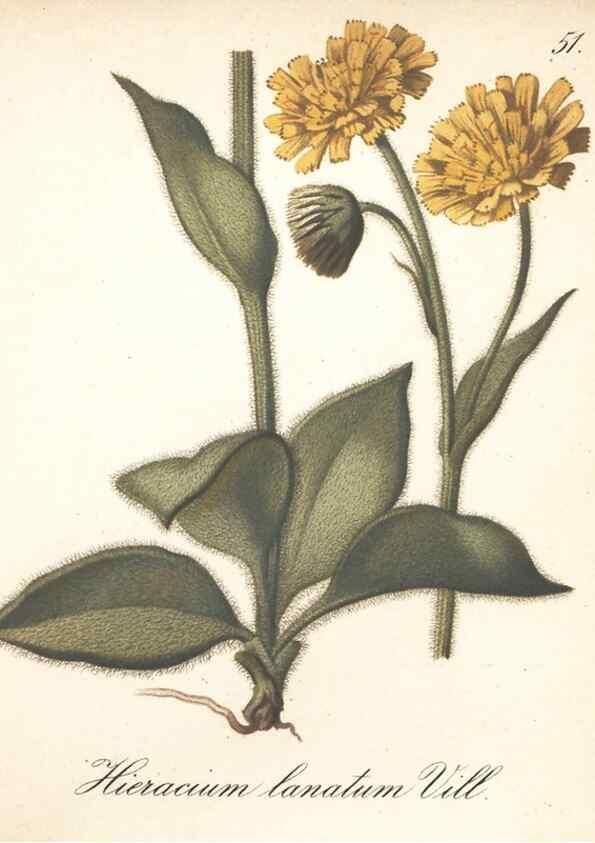 Reproducción/Reproduction 7348969894: Die Alpenpflanzen nach der Natur gemalt /. Prag :F. Tempsky,1879-1884.