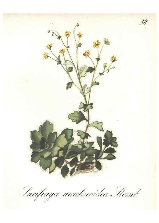 Reproducción/Reproduction 7348956646: Die Alpenpflanzen nach der Natur gemalt /. Prag :F. Tempsky,1879-1884.