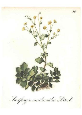 Reproducción/Reproduction 7348956646: Die Alpenpflanzen nach der Natur gemalt /. Prag :F. Tempsky,1879-1884.