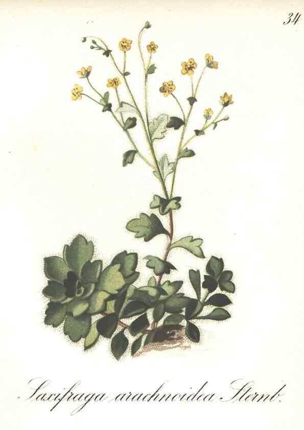 Reproducción/Reproduction 7348956646: Die Alpenpflanzen nach der Natur gemalt /. Prag :F. Tempsky,1879-1884.