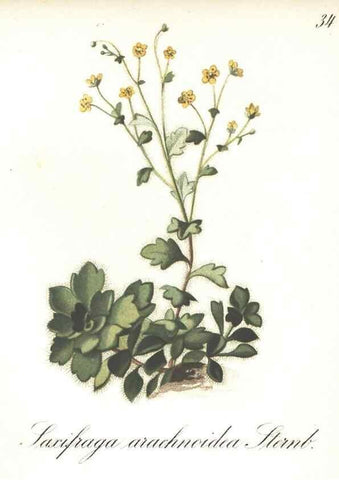 Reproducción/Reproduction 7348956646: Die Alpenpflanzen nach der Natur gemalt /. Prag :F. Tempsky,1879-1884.