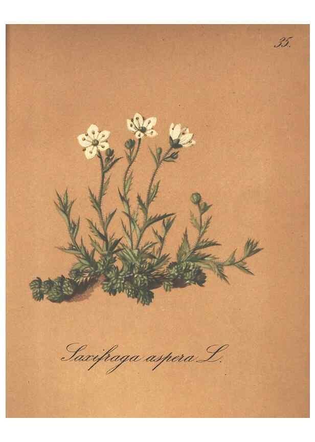 Reproducción/Reproduction 7348957510: Die Alpenpflanzen nach der Natur gemalt /. Prag :F. Tempsky,1879-1884.