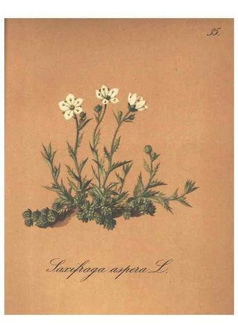 Reproducción/Reproduction 7348957510: Die Alpenpflanzen nach der Natur gemalt /. Prag :F. Tempsky,1879-1884.