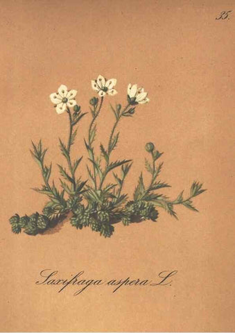 Reproducción/Reproduction 7348957510: Die Alpenpflanzen nach der Natur gemalt /. Prag :F. Tempsky,1879-1884.