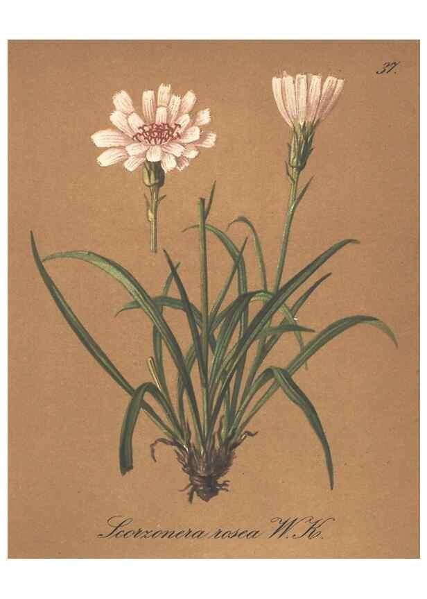 Reproducción/Reproduction 7163748543: Die Alpenpflanzen nach der Natur gemalt /. Prag :F. Tempsky,1879-1884.