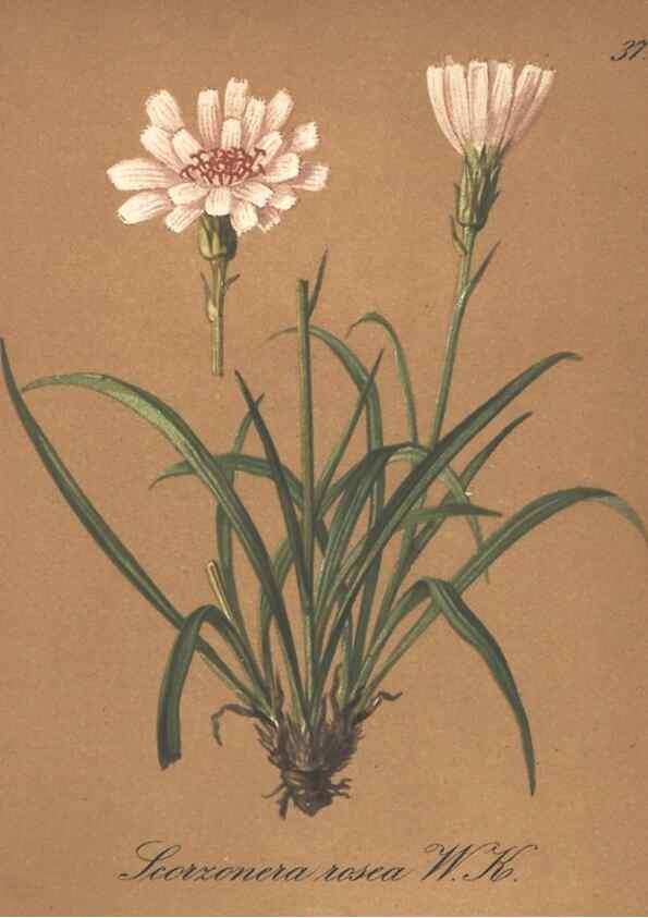 Reproducción/Reproduction 7163748543: Die Alpenpflanzen nach der Natur gemalt /. Prag :F. Tempsky,1879-1884.