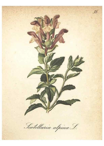 Reproducción/Reproduction 7348959576: Die Alpenpflanzen nach der Natur gemalt /. Prag :F. Tempsky,1879-1884.