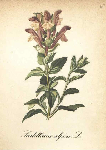 Reproducción/Reproduction 7348959576: Die Alpenpflanzen nach der Natur gemalt /. Prag :F. Tempsky,1879-1884.