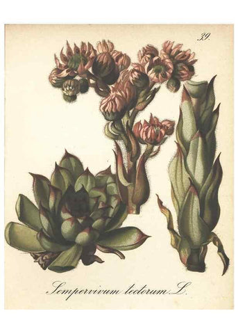Reproducción/Reproduction 7163750041: Die Alpenpflanzen nach der Natur gemalt /. Prag :F. Tempsky,1879-1884.