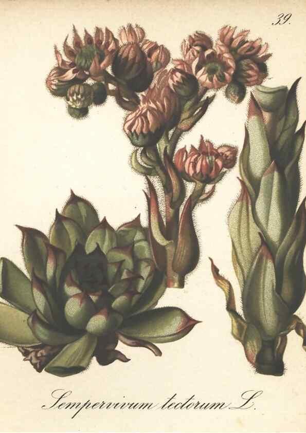 Reproducción/Reproduction 7163750041: Die Alpenpflanzen nach der Natur gemalt /. Prag :F. Tempsky,1879-1884.