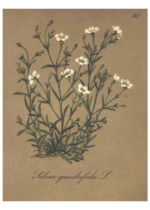 Reproducción/Reproduction 7348961240: Die Alpenpflanzen nach der Natur gemalt /. Prag :F. Tempsky,1879-1884.