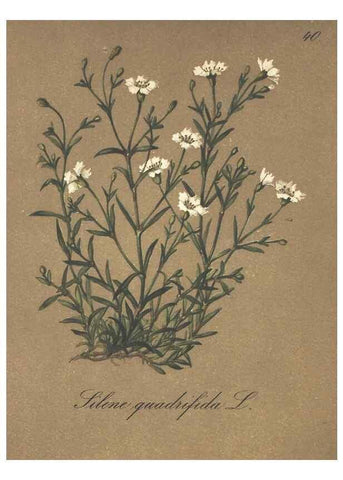 Reproducción/Reproduction 7348961240: Die Alpenpflanzen nach der Natur gemalt /. Prag :F. Tempsky,1879-1884.