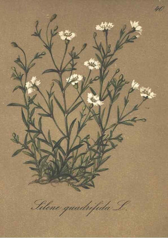Reproducción/Reproduction 7348961240: Die Alpenpflanzen nach der Natur gemalt /. Prag :F. Tempsky,1879-1884.
