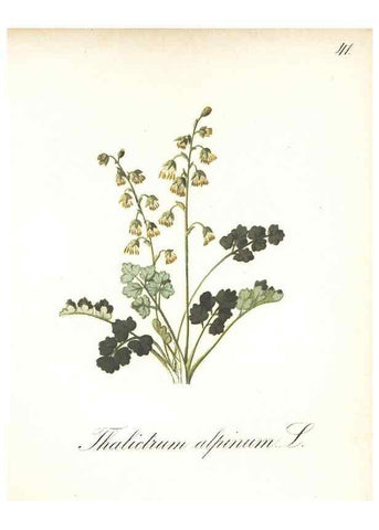 Reproducción/Reproduction 7348961734: Die Alpenpflanzen nach der Natur gemalt /. Prag :F. Tempsky,1879-1884.