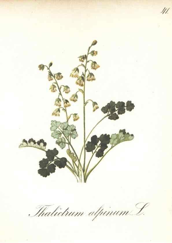 Reproducción/Reproduction 7348961734: Die Alpenpflanzen nach der Natur gemalt /. Prag :F. Tempsky,1879-1884.