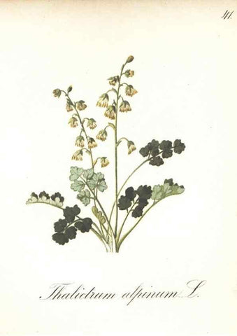 Reproducción/Reproduction 7348961734: Die Alpenpflanzen nach der Natur gemalt /. Prag :F. Tempsky,1879-1884.
