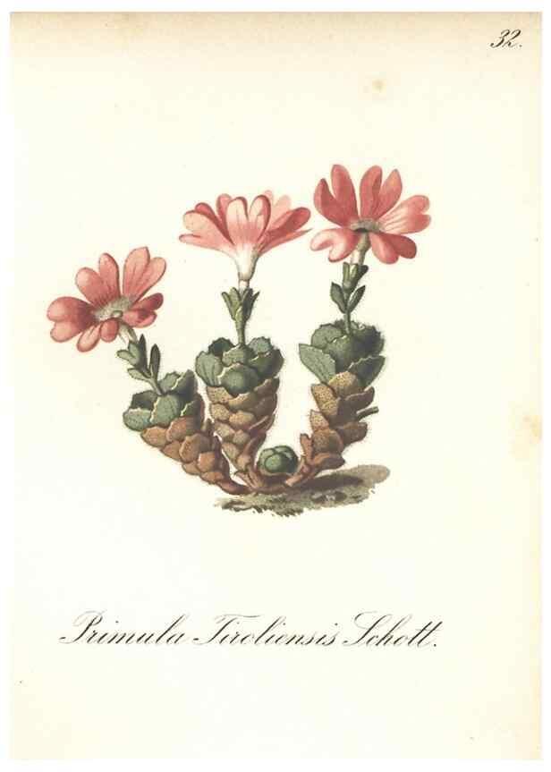Reproducción/Reproduction 7163744367: Die Alpenpflanzen nach der Natur gemalt /. Prag :F. Tempsky,1879-1884.