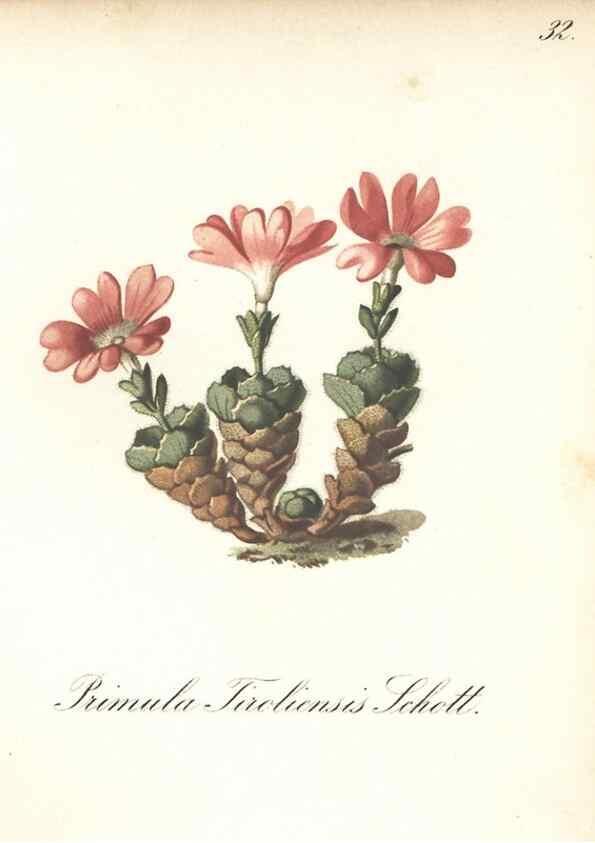 Reproducción/Reproduction 7163744367: Die Alpenpflanzen nach der Natur gemalt /. Prag :F. Tempsky,1879-1884.
