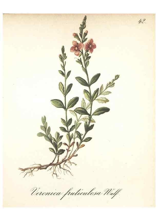 Reproducción/Reproduction 7163752131: Die Alpenpflanzen nach der Natur gemalt /. Prag :F. Tempsky,1879-1884.