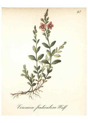 Reproducción/Reproduction 7163752131: Die Alpenpflanzen nach der Natur gemalt /. Prag :F. Tempsky,1879-1884.
