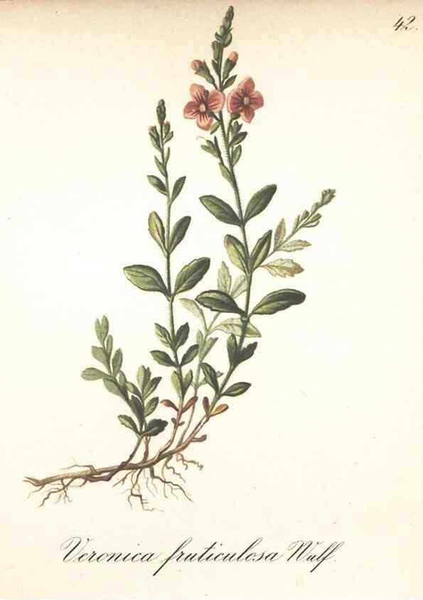 Reproducción/Reproduction 7163752131: Die Alpenpflanzen nach der Natur gemalt /. Prag :F. Tempsky,1879-1884.