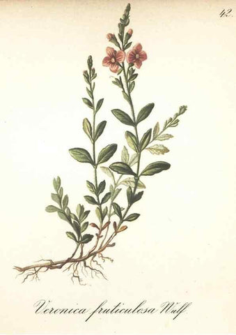 Reproducción/Reproduction 7163752131: Die Alpenpflanzen nach der Natur gemalt /. Prag :F. Tempsky,1879-1884.