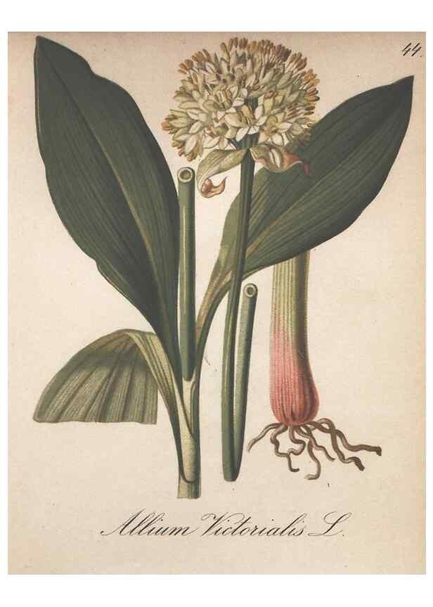 Reproducción/Reproduction 7163753967: Die Alpenpflanzen nach der Natur gemalt /. Prag :F. Tempsky,1879-1884.