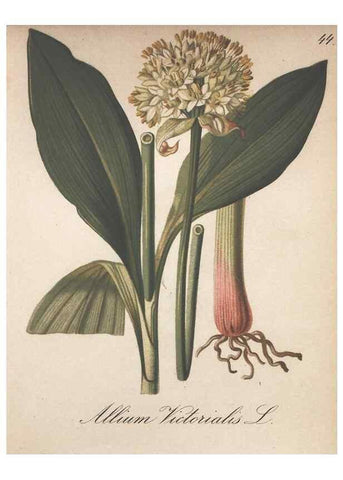 Reproducción/Reproduction 7163753967: Die Alpenpflanzen nach der Natur gemalt /. Prag :F. Tempsky,1879-1884.