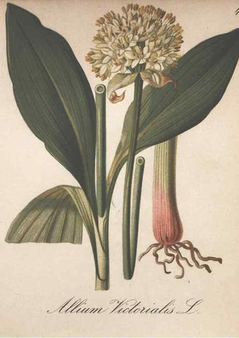 Reproducción/Reproduction 7163753967: Die Alpenpflanzen nach der Natur gemalt /. Prag :F. Tempsky,1879-1884.