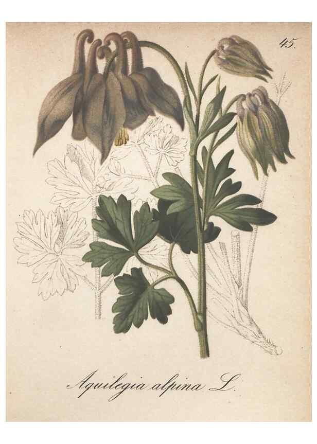 Reproducción/Reproduction 7163754791: Die Alpenpflanzen nach der Natur gemalt /. Prag :F. Tempsky,1879-1884.
