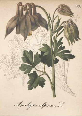 Reproducción/Reproduction 7163754791: Die Alpenpflanzen nach der Natur gemalt /. Prag :F. Tempsky,1879-1884.