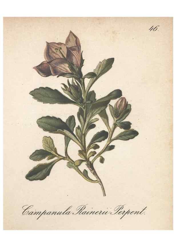 Reproducción/Reproduction 7348966010: Die Alpenpflanzen nach der Natur gemalt /. Prag :F. Tempsky,1879-1884.