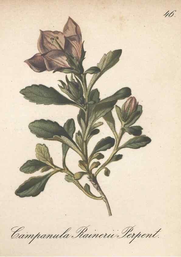 Reproducción/Reproduction 7348966010: Die Alpenpflanzen nach der Natur gemalt /. Prag :F. Tempsky,1879-1884.