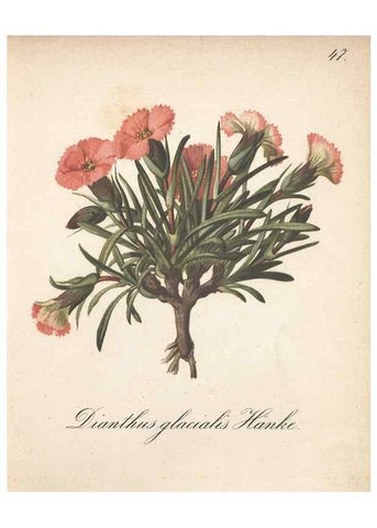 Reproducción/Reproduction 7163756373: Die Alpenpflanzen nach der Natur gemalt /. Prag :F. Tempsky,1879-1884.