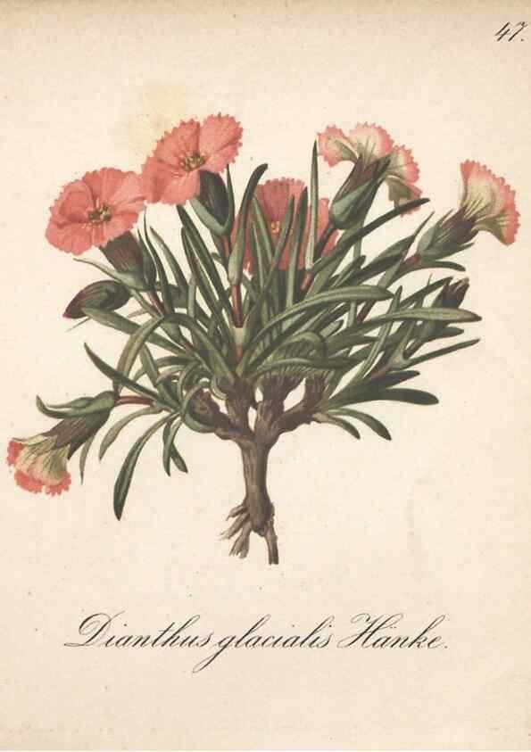 Reproducción/Reproduction 7163756373: Die Alpenpflanzen nach der Natur gemalt /. Prag :F. Tempsky,1879-1884.