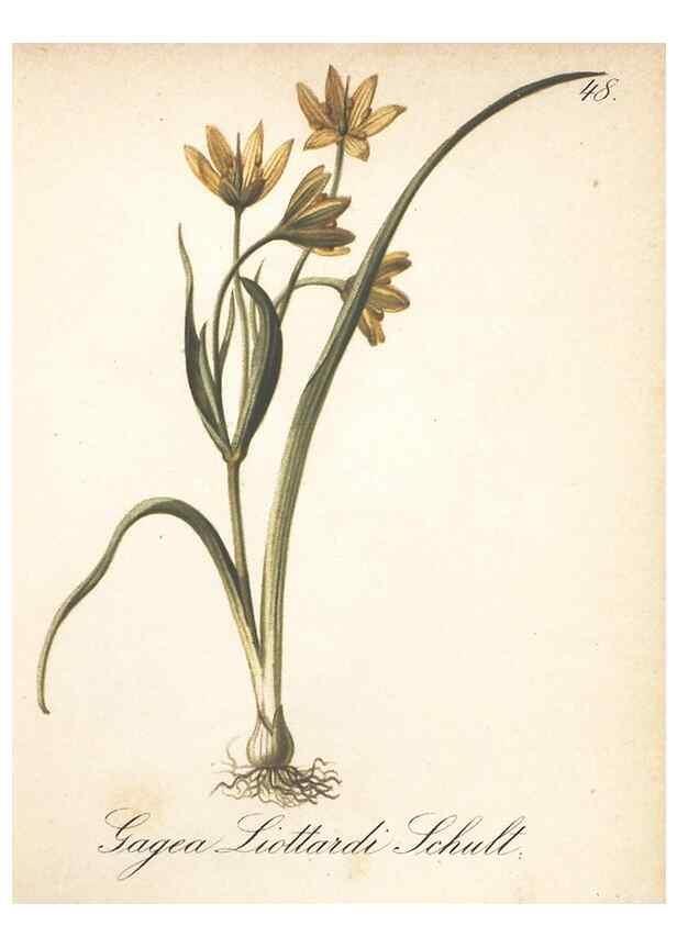 Reproducción/Reproduction 7348967774: Die Alpenpflanzen nach der Natur gemalt /. Prag :F. Tempsky,1879-1884.