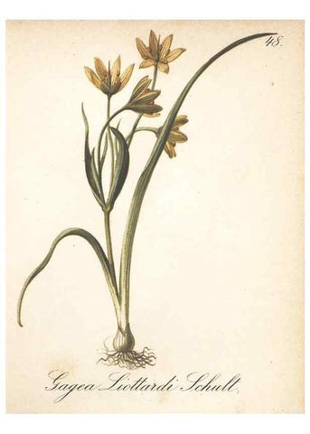 Reproducción/Reproduction 7348967774: Die Alpenpflanzen nach der Natur gemalt /. Prag :F. Tempsky,1879-1884.