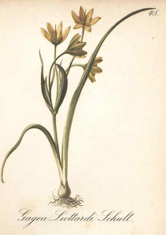 Reproducción/Reproduction 7348967774: Die Alpenpflanzen nach der Natur gemalt /. Prag :F. Tempsky,1879-1884.