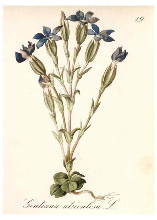 Reproducción/Reproduction 7163757777: Die Alpenpflanzen nach der Natur gemalt /. Prag :F. Tempsky,1879-1884.
