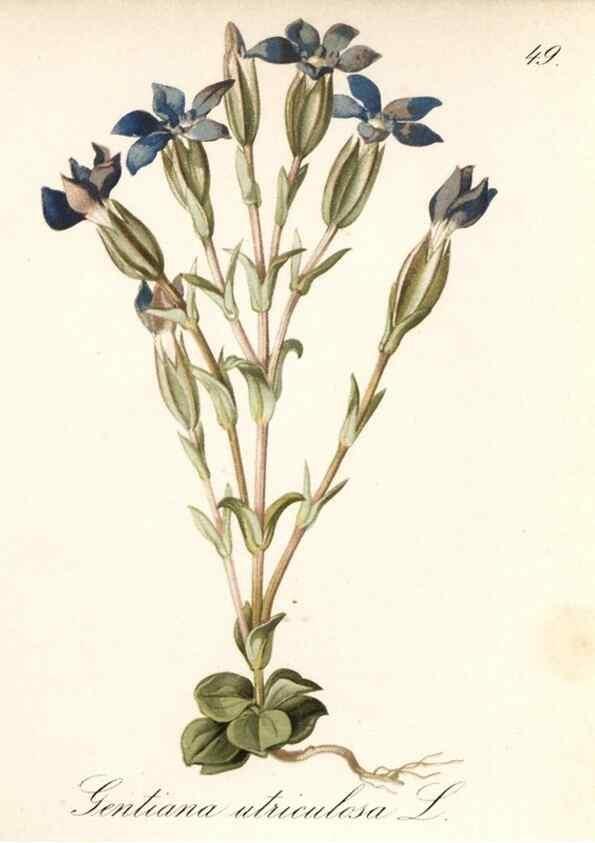 Reproducción/Reproduction 7163757777: Die Alpenpflanzen nach der Natur gemalt /. Prag :F. Tempsky,1879-1884.
