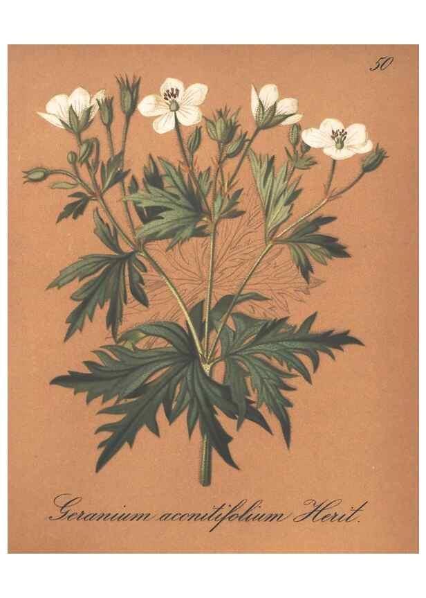 Reproducción/Reproduction 7163758547: Die Alpenpflanzen nach der Natur gemalt /. Prag :F. Tempsky,1879-1884.