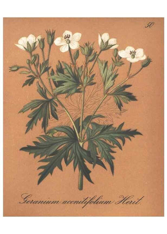 Reproducción/Reproduction 7163758547: Die Alpenpflanzen nach der Natur gemalt /. Prag :F. Tempsky,1879-1884.