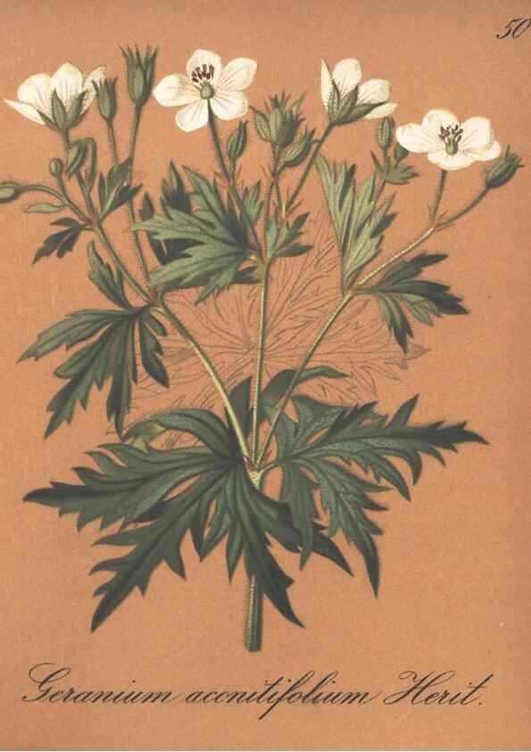 Reproducción/Reproduction 7163758547: Die Alpenpflanzen nach der Natur gemalt /. Prag :F. Tempsky,1879-1884.