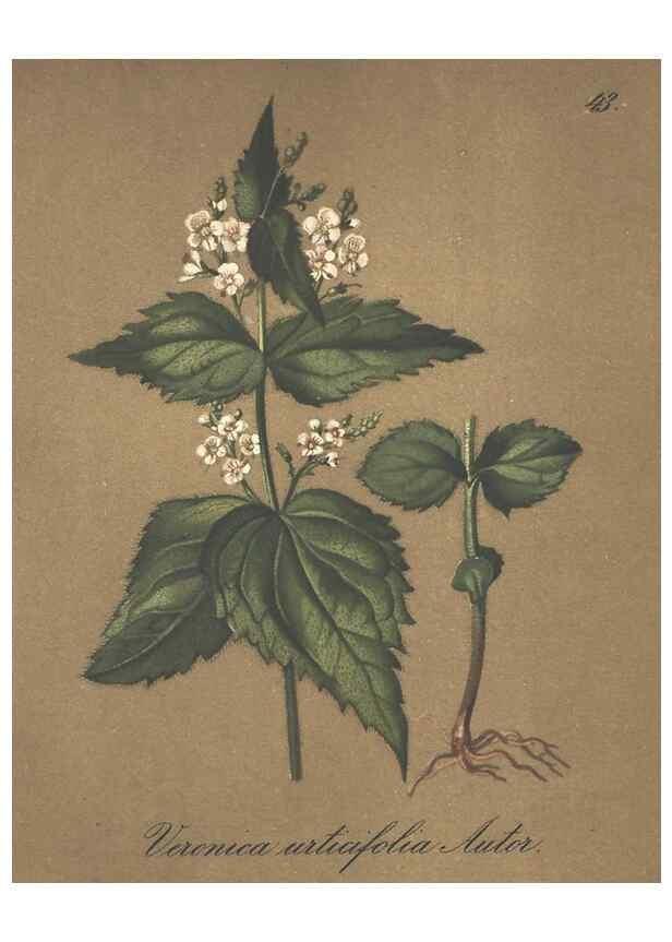 Reproducción/Reproduction 7348963346: Die Alpenpflanzen nach der Natur gemalt /. Prag :F. Tempsky,1879-1884.