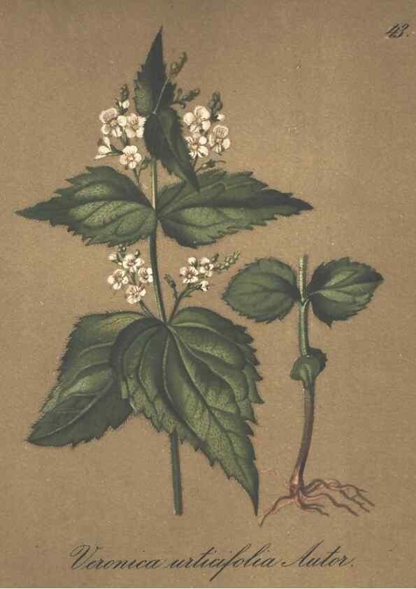 Reproducción/Reproduction 7348963346: Die Alpenpflanzen nach der Natur gemalt /. Prag :F. Tempsky,1879-1884.